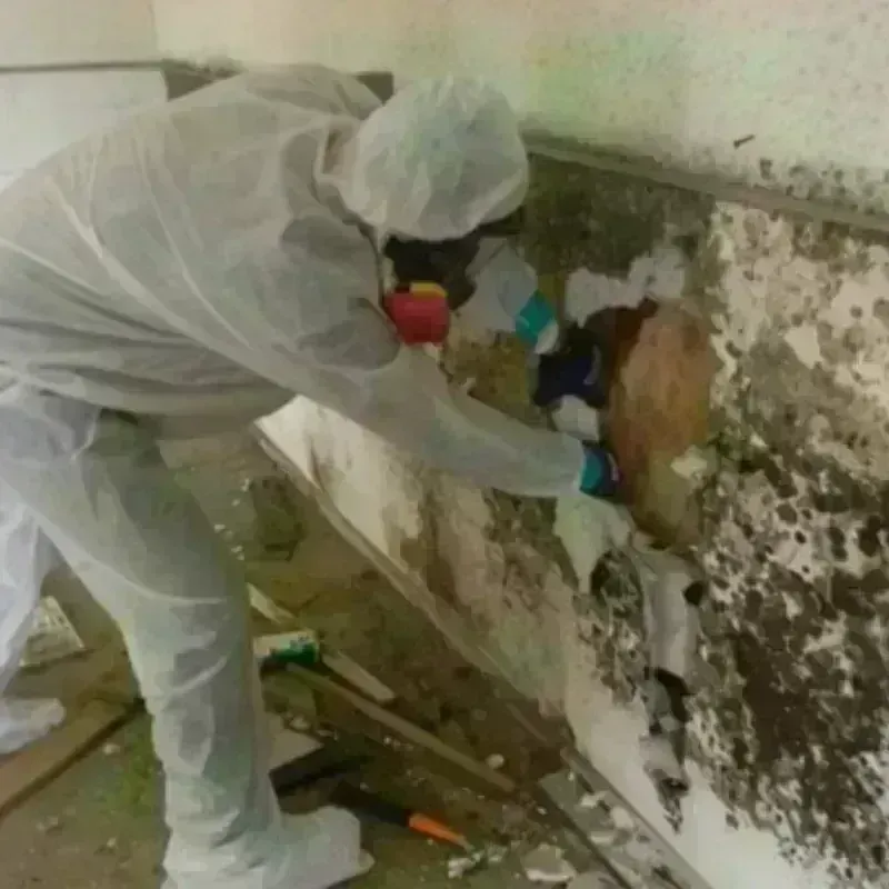 Mold Remediation and Removal in Pantego, TX